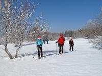 Arbres décorés de givre Arbres décorés de givre